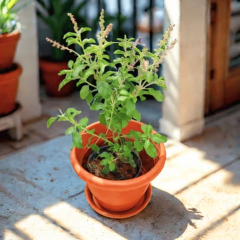 Rama Tulsi in 7 Inch Classy Red Plastic Pot with Tray
