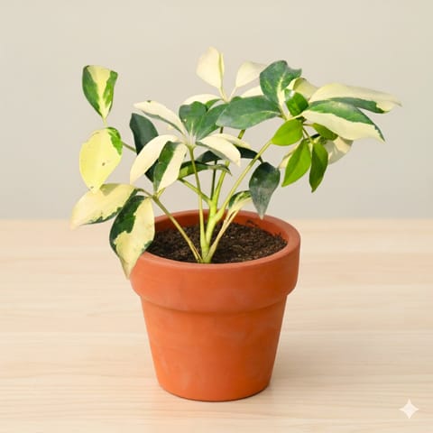 Schefflera Variegated in 6 inch Dhara Maati Pot