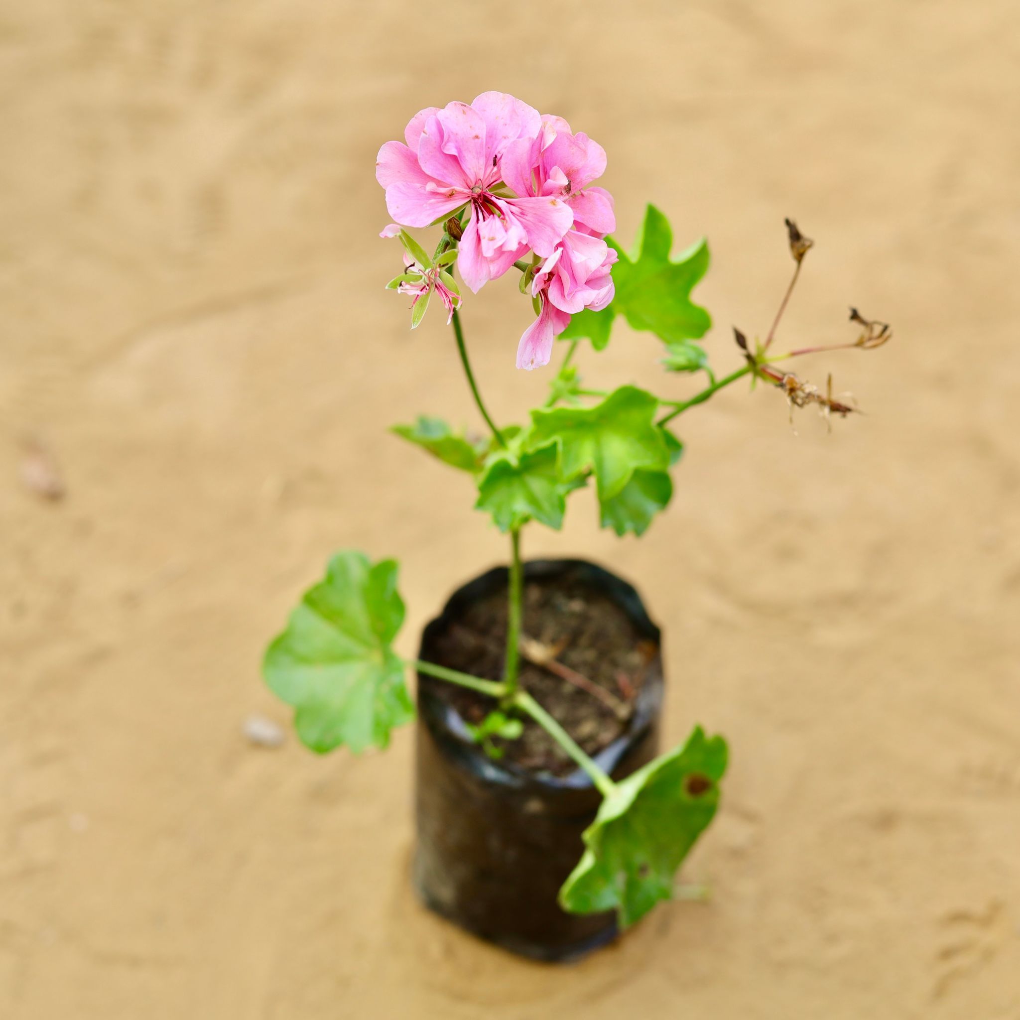 Geranium (any colour) in 4 Inch Nursery Bag