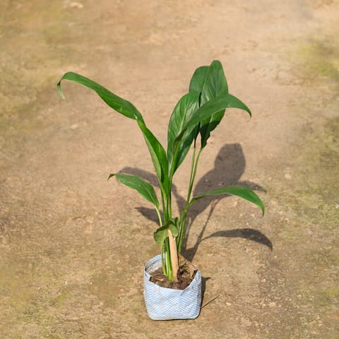 Peace Lily In 4 Inch Nursery Bag