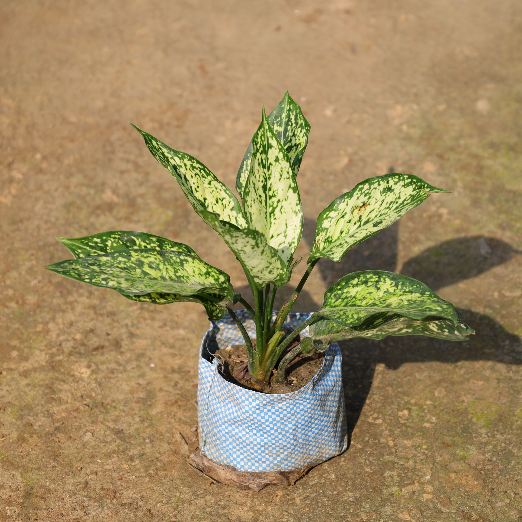 Aglaonema Snow White In 4 Inch Nursery Bag