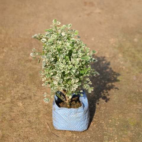 Aralia White In 4 Inch Nursery Bag