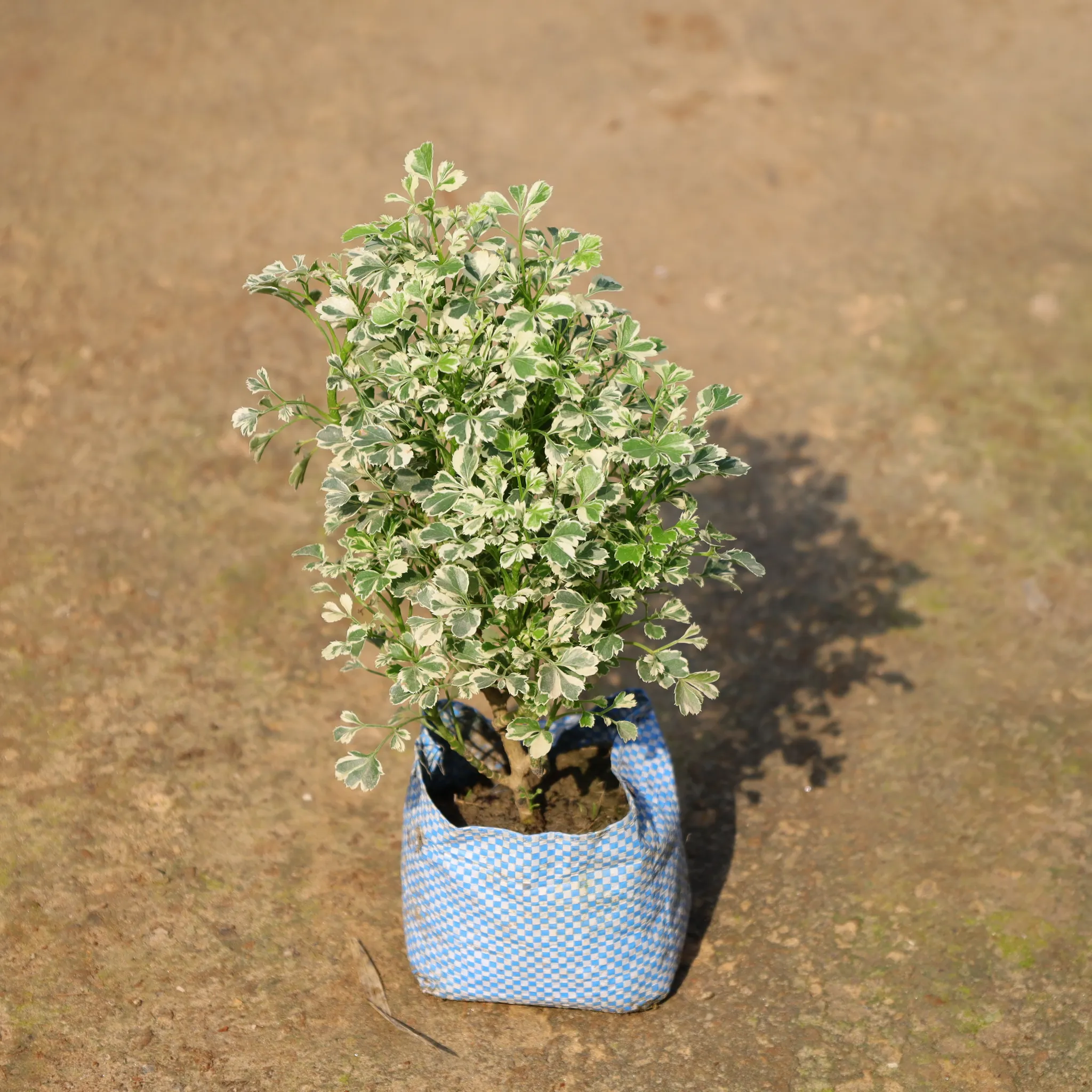 Aralia White In 4 Inch Nursery Bag