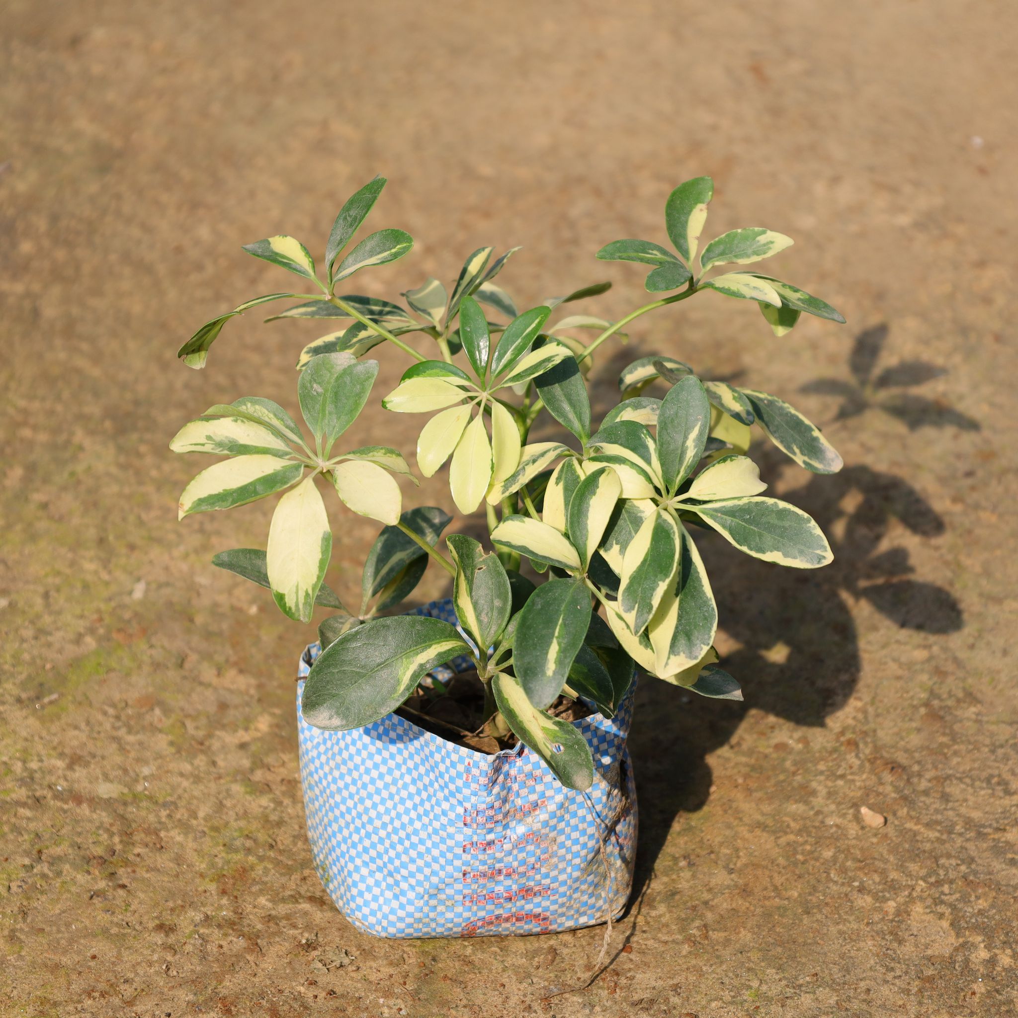 Schefflera Variegated In 4 Inch Nursery Bag