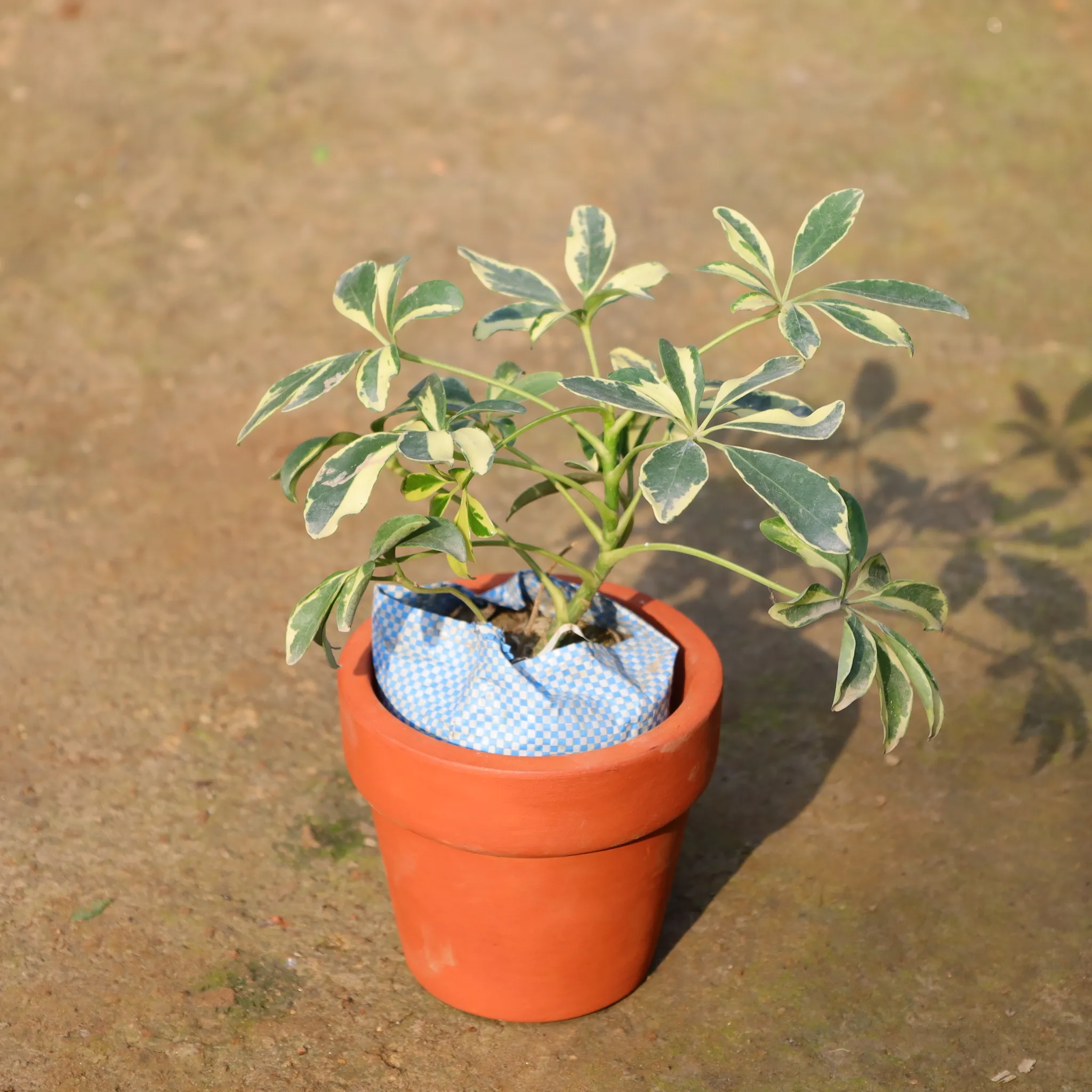 Schefflera Variegated In 4 Inch Nursery Bag