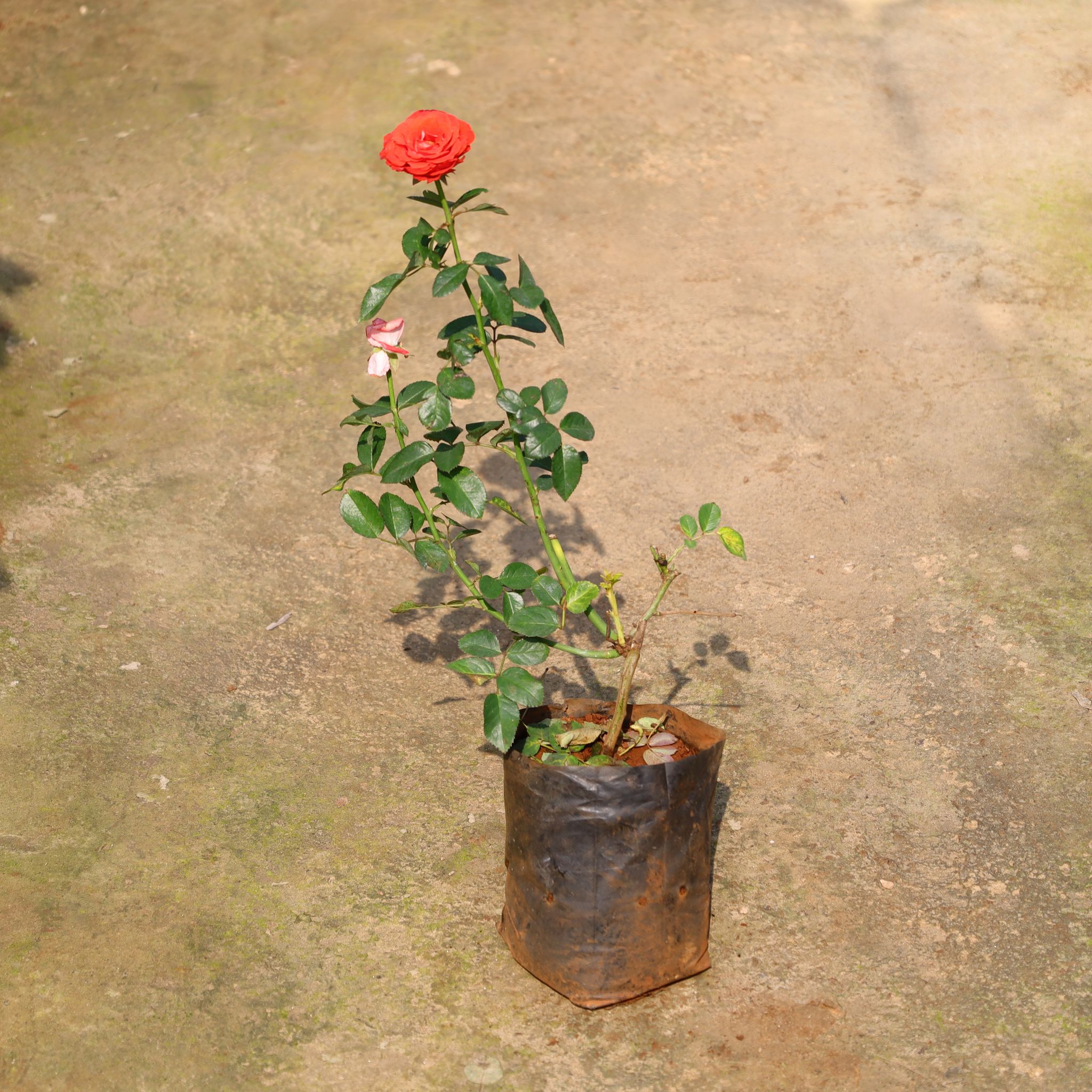 Rose (Any Colour) In 8 Inch Nursery Bag