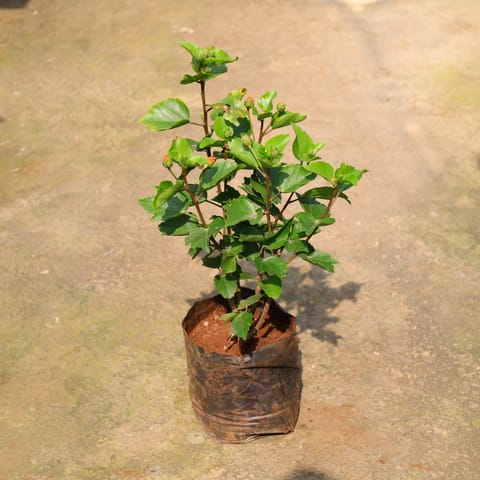 Hibiscus / Gudhal Dwarf (Any Colour) In 8 Inch Nursery Bag