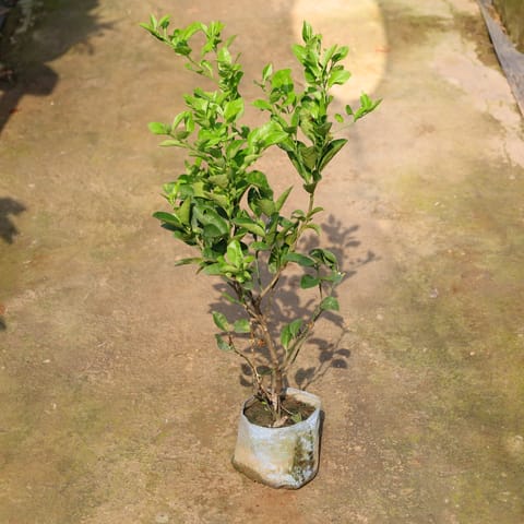 Nimbu / Lemon Plant In 8 Inch Nursery Bag