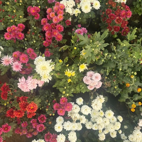 Chrysanthemum / Guldawari / Guldaudi (any colour) in 3 Inch Nursery Bag