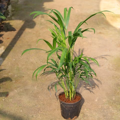 Areca Palm In 6 Inch Nursery Pot