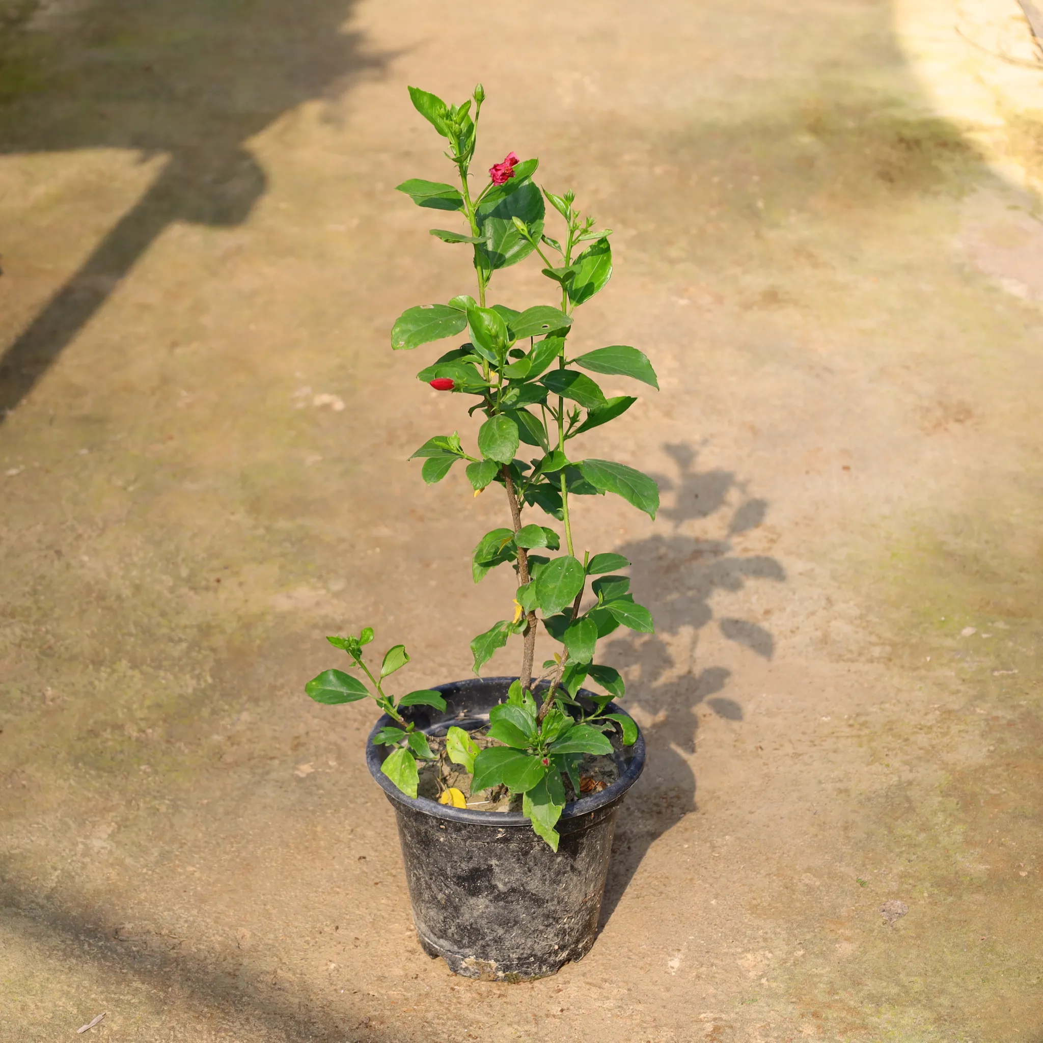 Hibiscus / Gudhal High Choice (Any Colour) In 8 Inch Nursery Pot