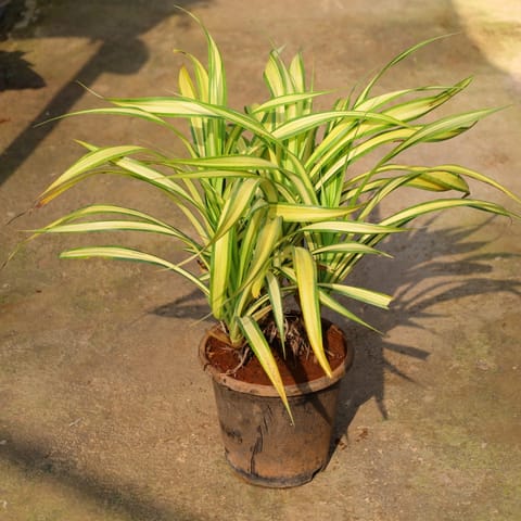 Pandanus In 8 Inch Nursery Pot