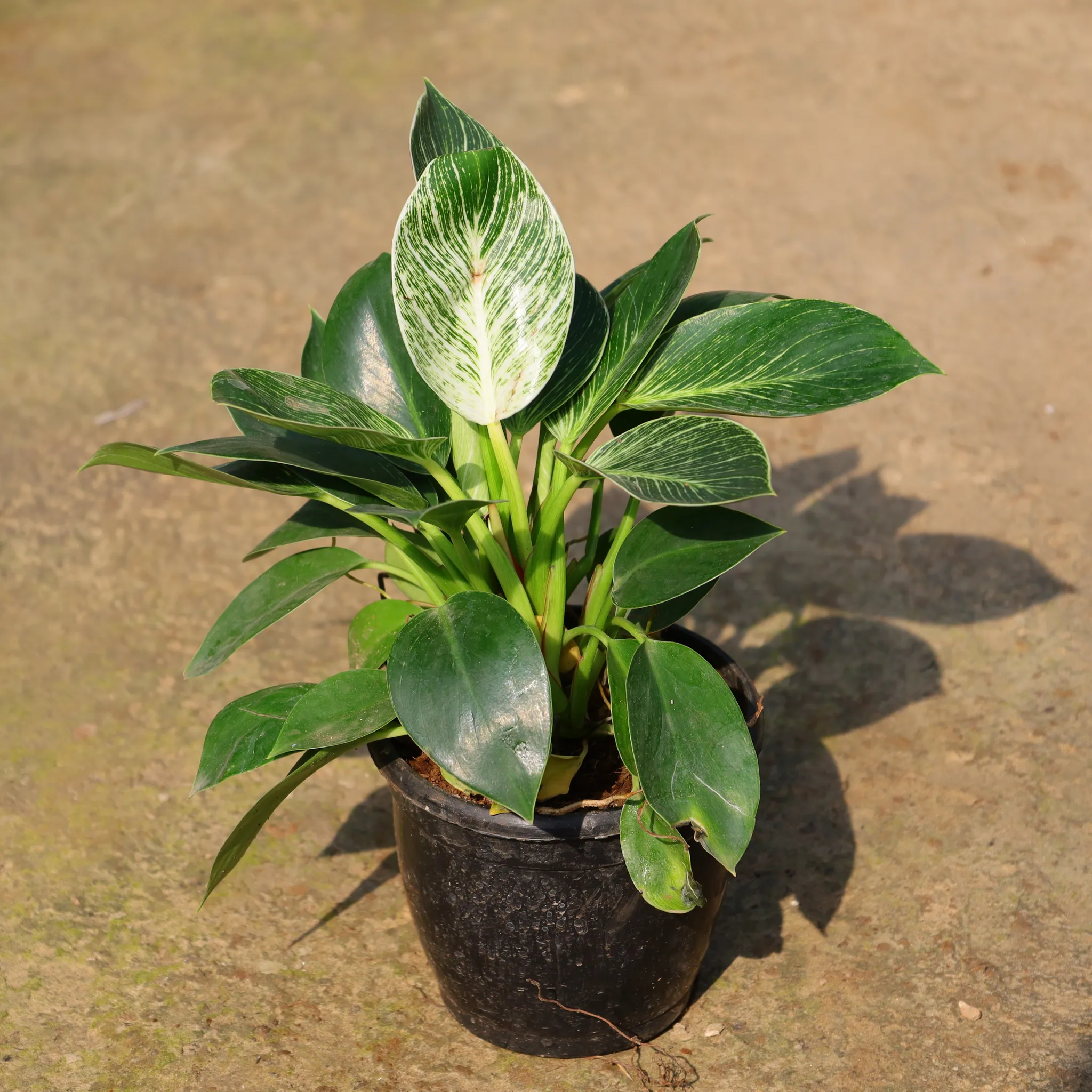 Philodendron Birkin In 5 Inch Nursery Pot