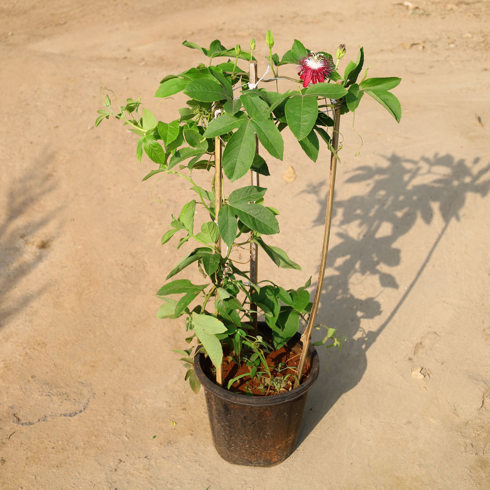 Rakhi Bel / Passiflora/ Passionflower In 8 Inch Nursery Pot
