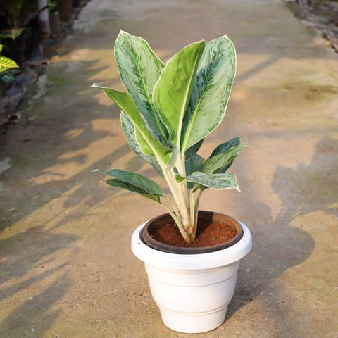 Aglaonema Ice In 10 Inch White Classy Plastic Pot