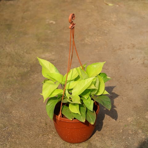 Money Plant Golden In 6 Inch Hanging Basket (Any Colour)