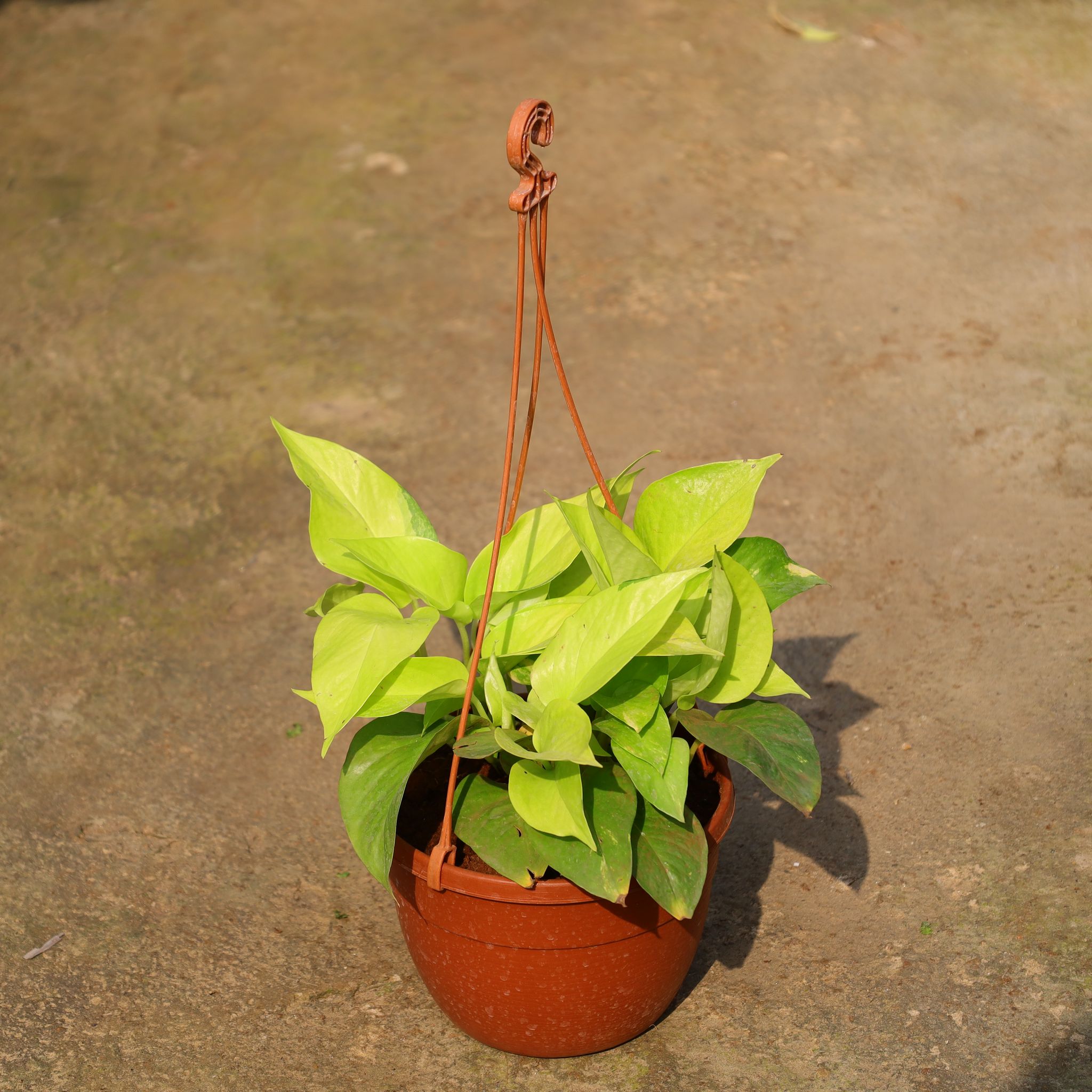 Money Plant Golden In 6 Inch Hanging Basket (Any Colour)