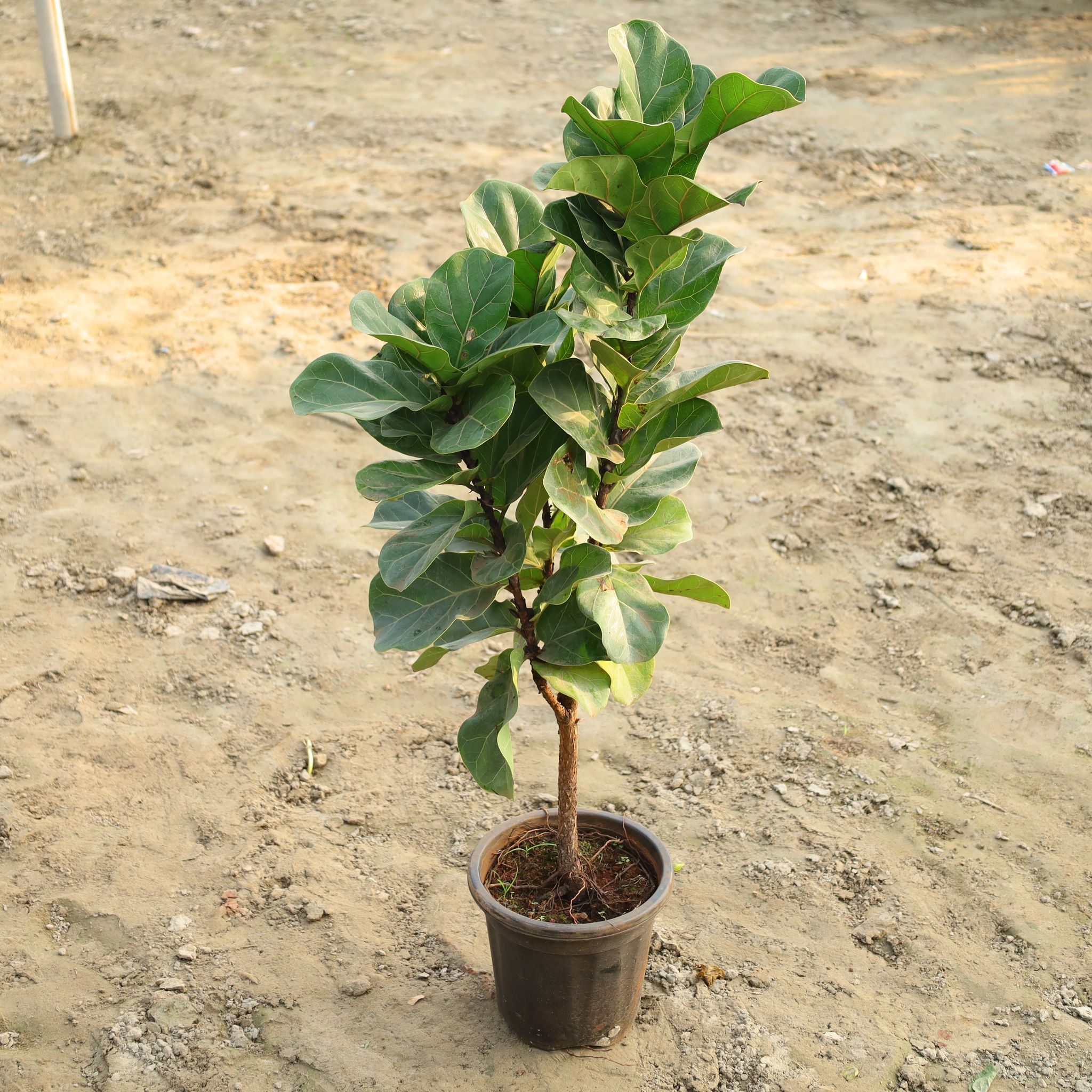 Fiddle Leaf In 8 Inch Nursery Pot