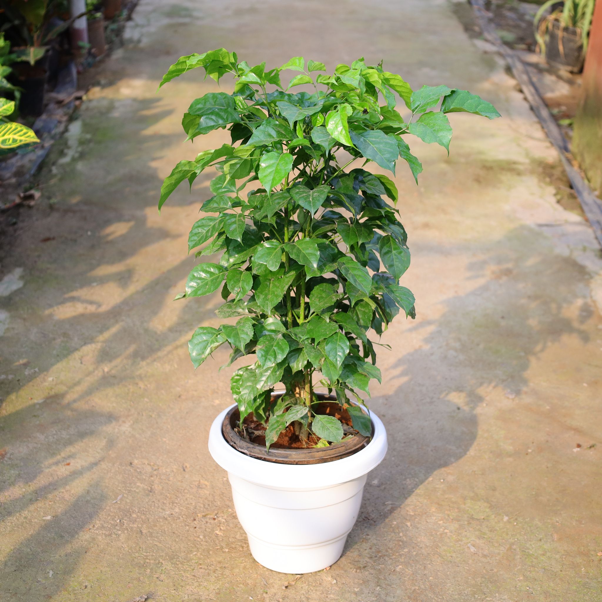 Radermachera / China Doll In 10 Inch White Classy Plastic Pot