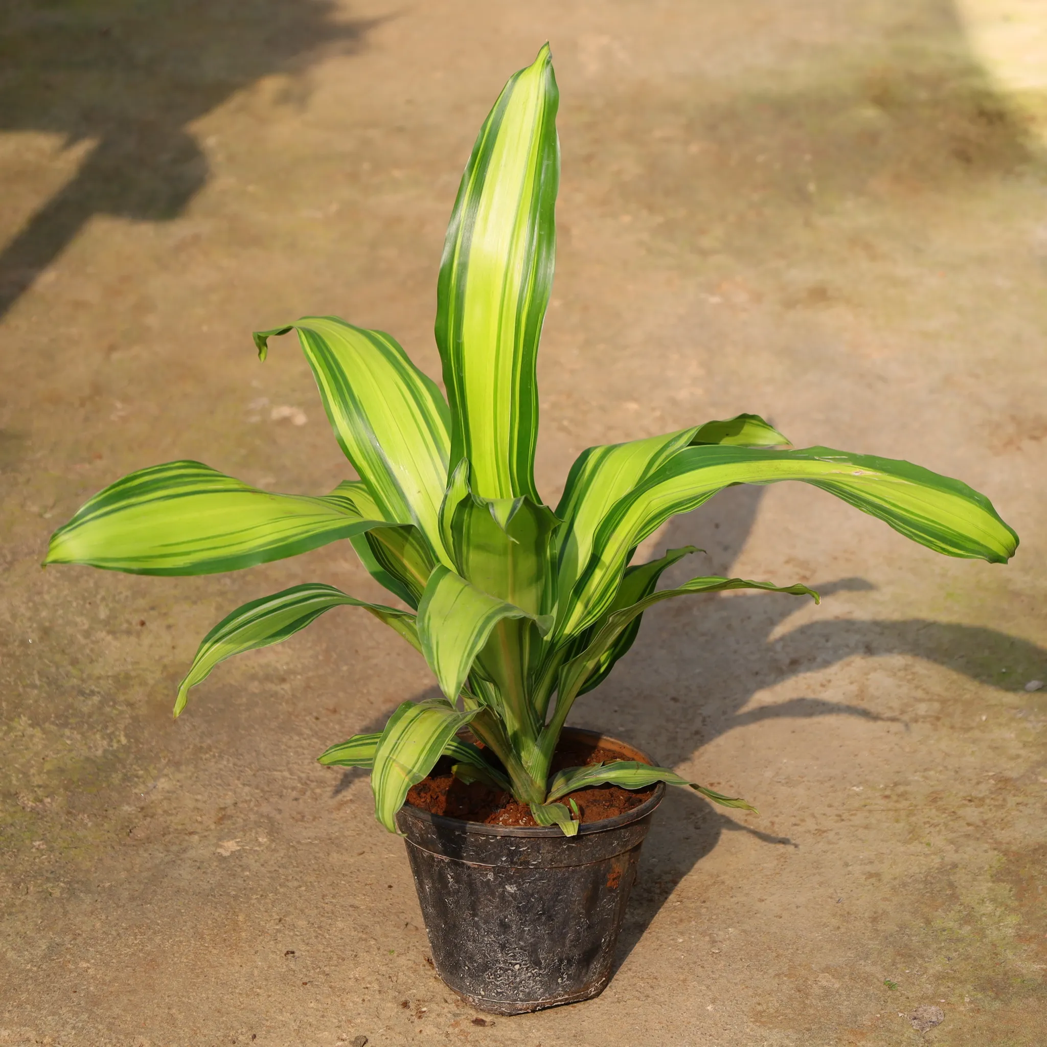Air Purifying - Dracaena Dara Singh In 8 Inch Nursery Pot