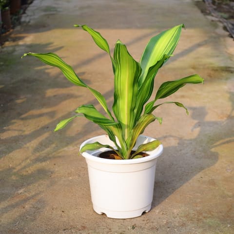 Air Purifying - Dracaena Dara Singh In 10 Inch Nursery Pot