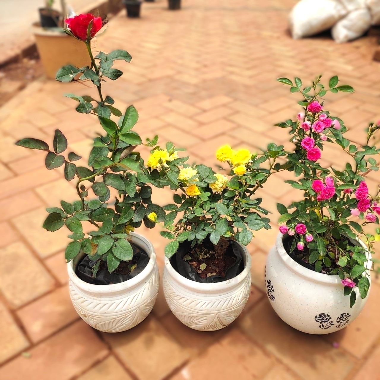 Set of 3 - Rose (Red, Yellow & Pink) in 8 Inch Classy White Matki Ceramic Pot