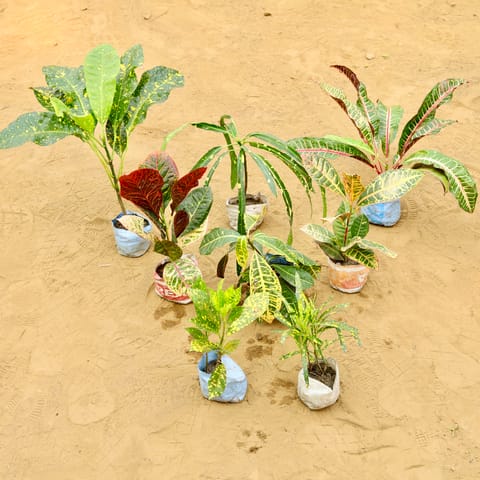 The Croton Splash Set - Set of 6 - Assorted Crotons in 4 Inch Nursery Bags