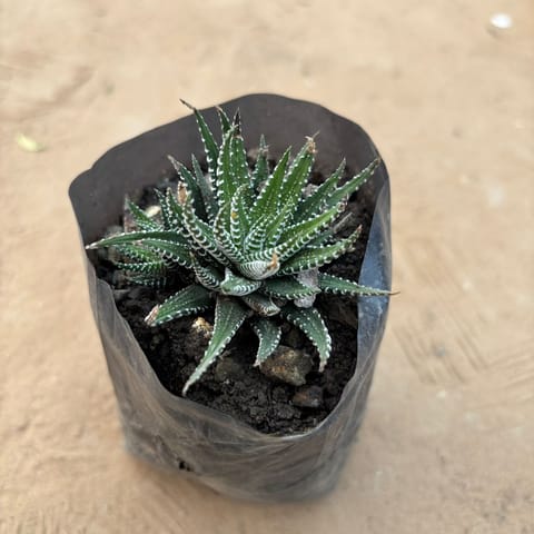 Haworthia Zebrina Succulent in 4 Inch Nursery Bag