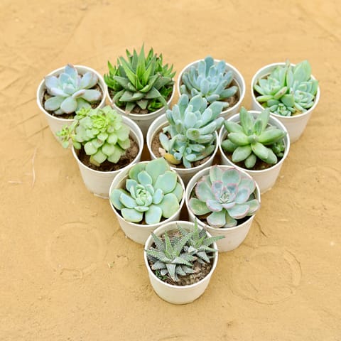Succulent Serenity - Set of 6 - Assorted Succulents in 3 Inch Nursery Pot