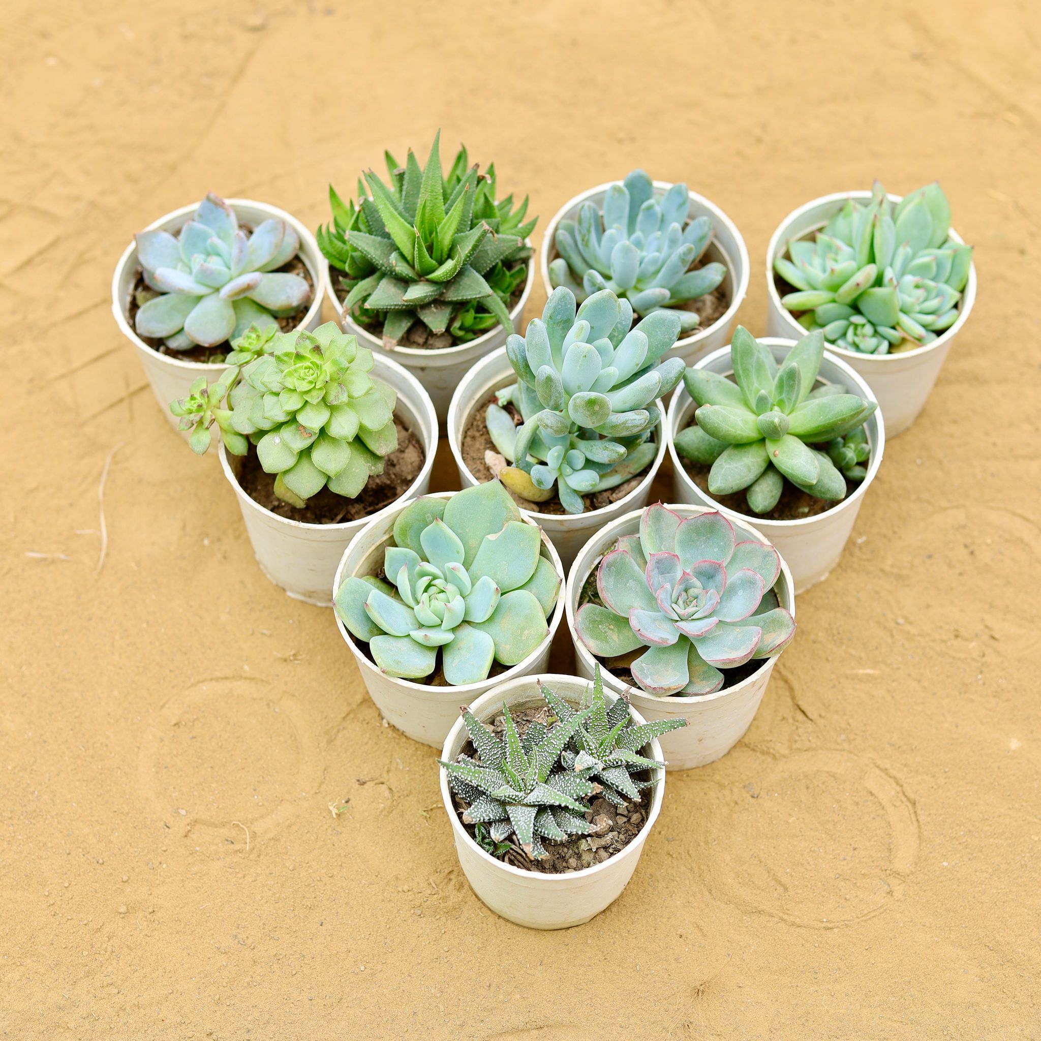Succulent Serenity - Set of 6 - Assorted Succulents in 3 Inch Nursery Pot
