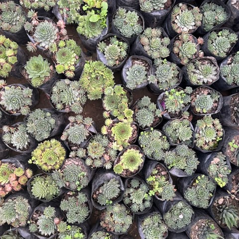 Set of 5 - Assorted Succulents in 3 inch Nursery Bag