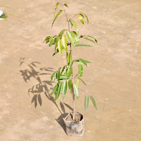 Ashoka (~ 2 Ft) in 5 inch Nursery Bag