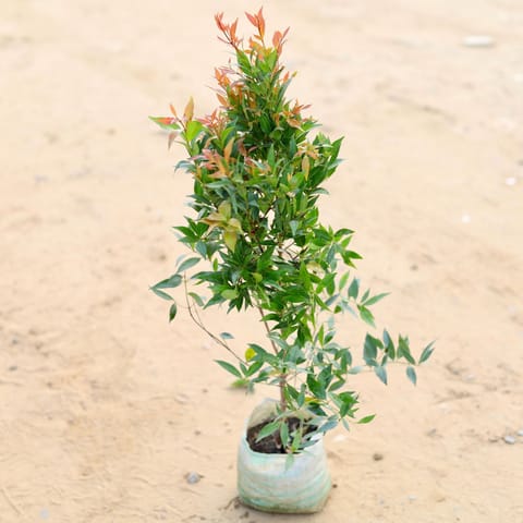 Syzygium / Christina Ficus (~3 Ft) in 6 Inch Nursery bag