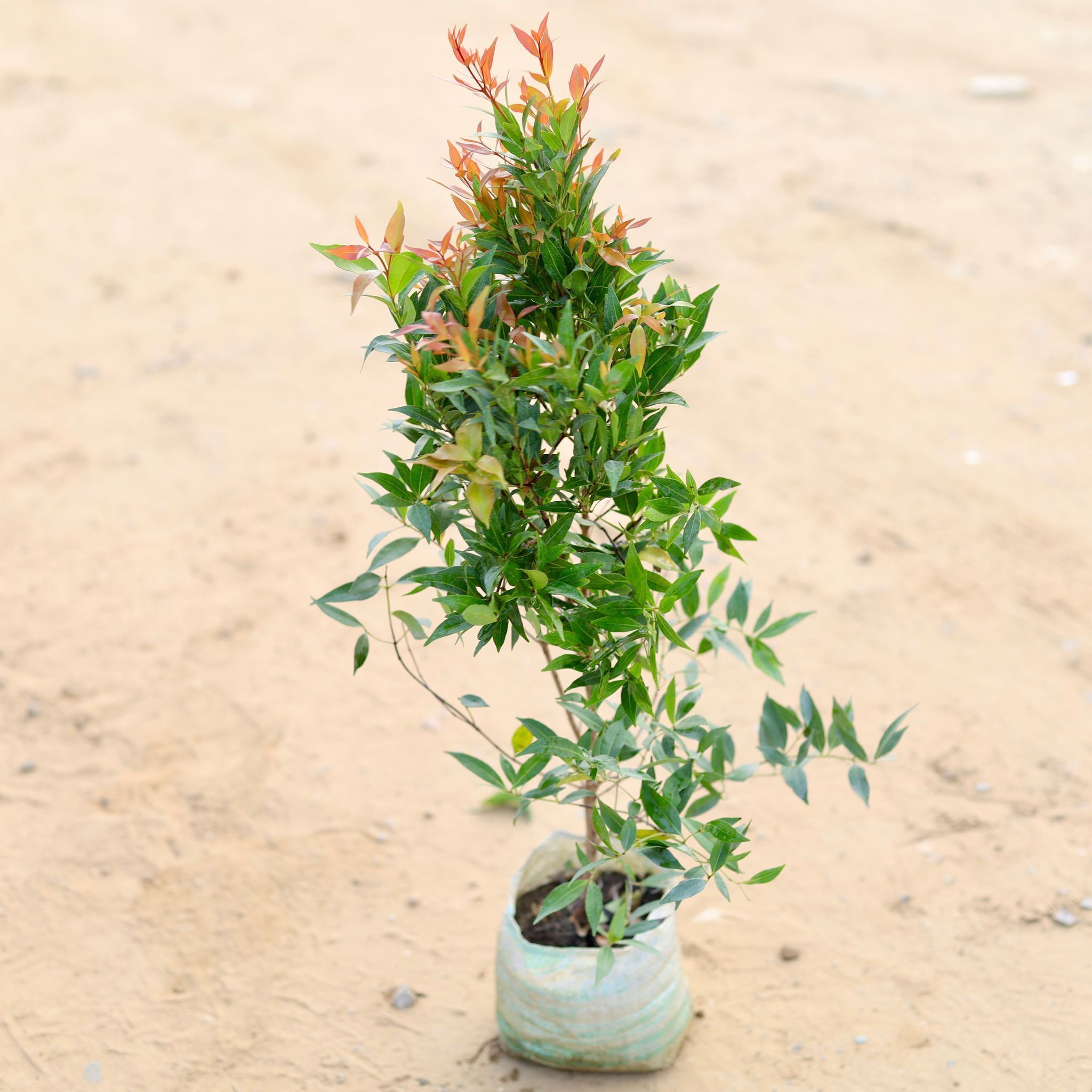 Syzygium / Christina Ficus (~3 Ft) in 6 Inch Nursery bag
