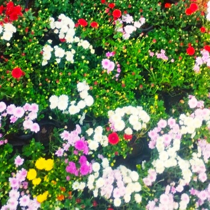 Set Of 10 - Chrysanthemum / Guldawari / Guldaudi (any colour) in 3 Inch Nursery Bag