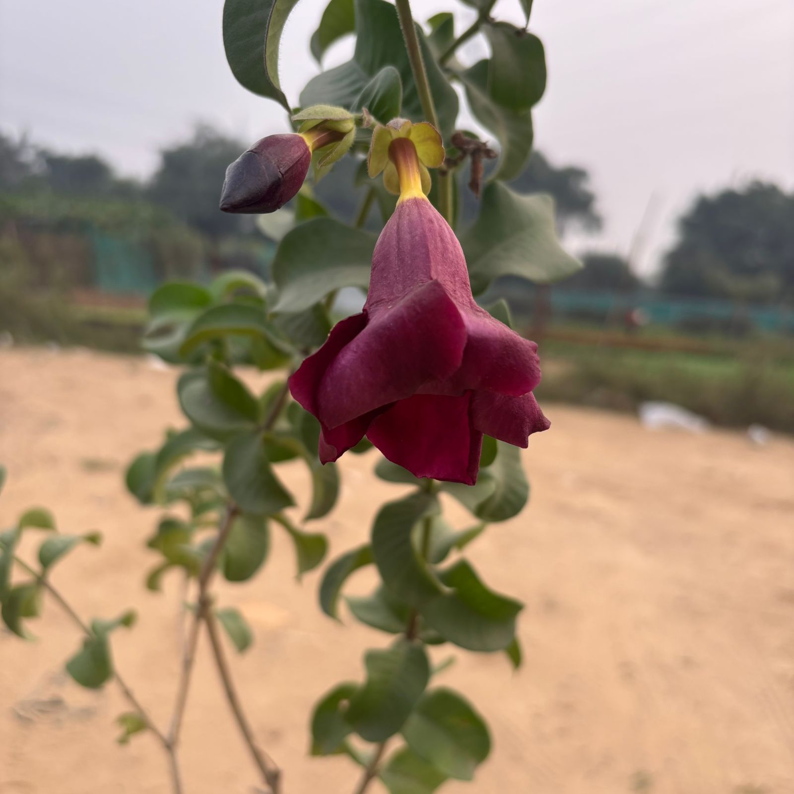 Mandevilla Purple (~3 Ft) in 8 Inch Nursery Pot