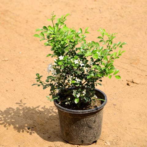 Madhu Kamini / Murraya (any colour) in 6 Inch Nursery Pot