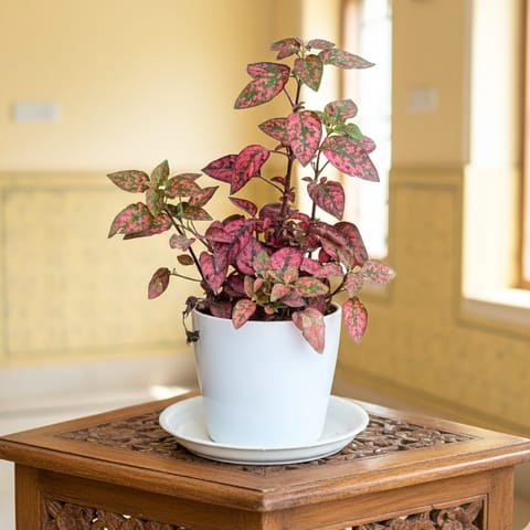 Gift Ready - Hypostes / Polka Dot Red in 5 Inch White Premium Sphere Plastic Pot with Tray With a Chic Bag