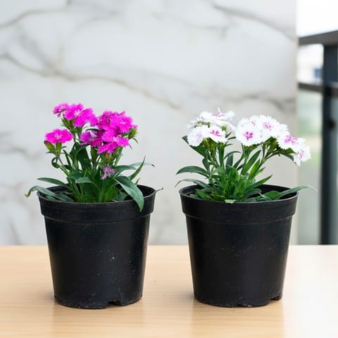 Set of 2 - Dianthus (Pink & White) in 6 Inch Nursery Pot