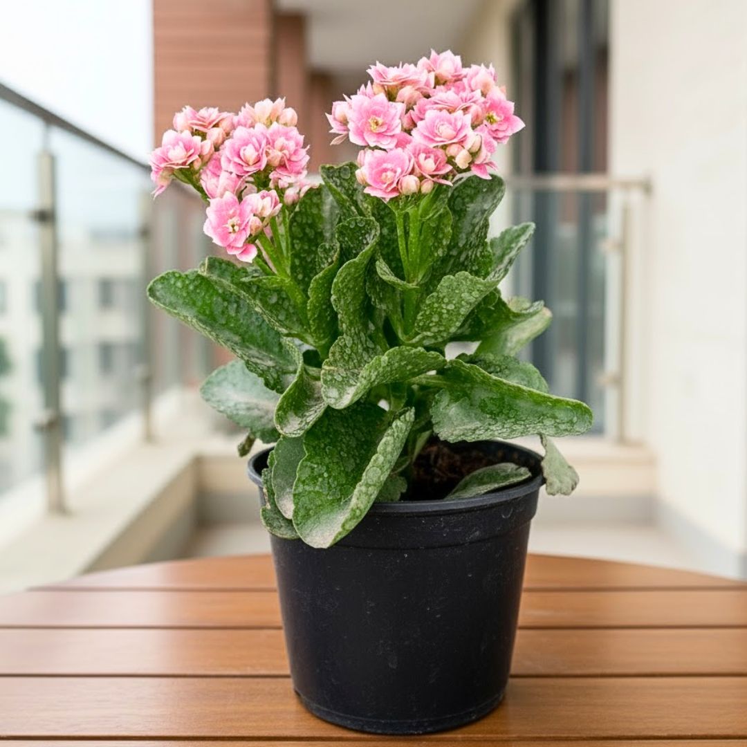 Kalanchoe Pink Succulent in 4 Inch Nursery Pot