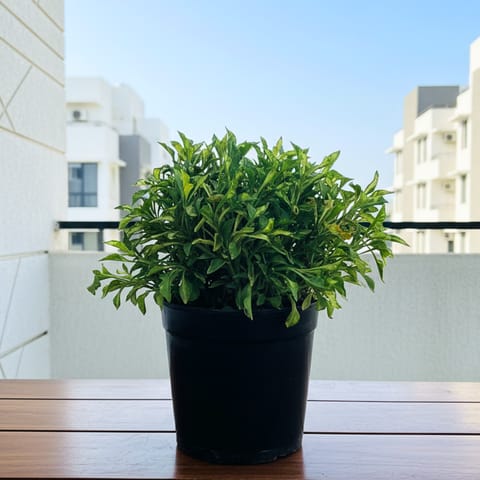 Alternanthera Green in 5 Inch Nursery Pot