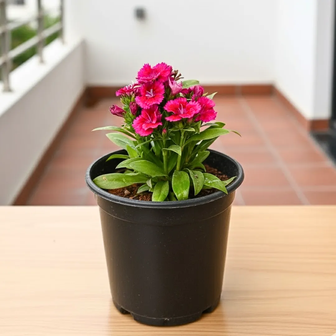 Dianthus (Any Colour) in 5 Inch Nursery Pot