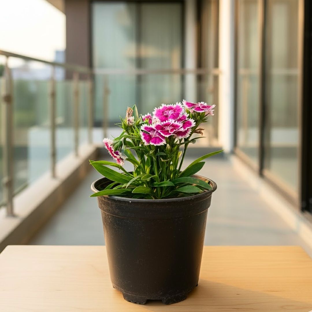Dianthus (Any Colour) in 5 Inch Nursery Pot