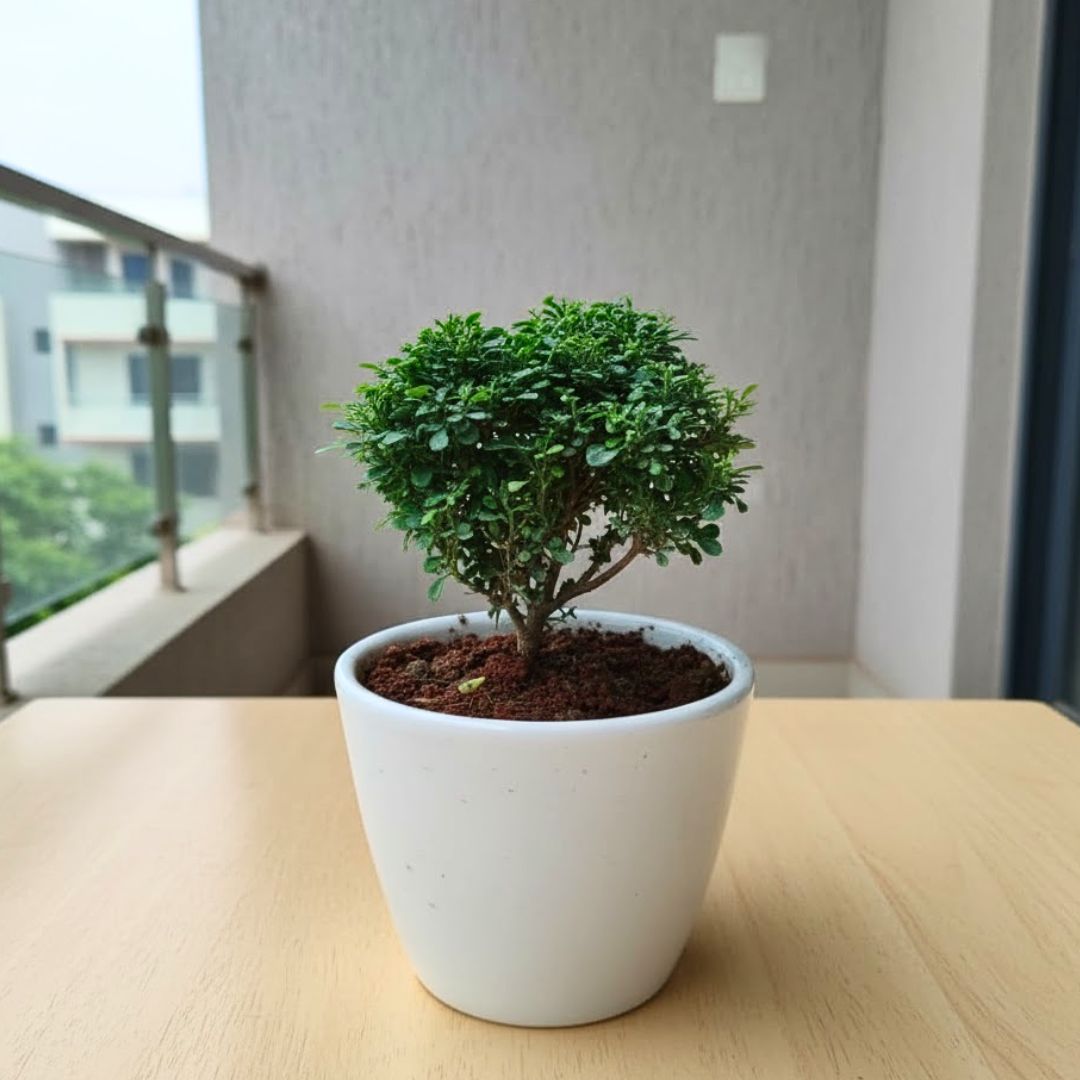 Madhu kamini in 4 Inch Classy White Cup Ceramic Pot