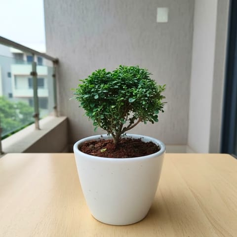 Madhu kamini in 4 Inch Classy White Cup Ceramic Pot