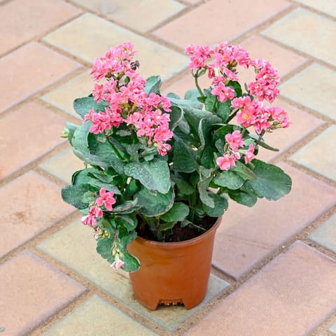Kalanchoe Pink Succulent in 4 Inch Nursery Pot