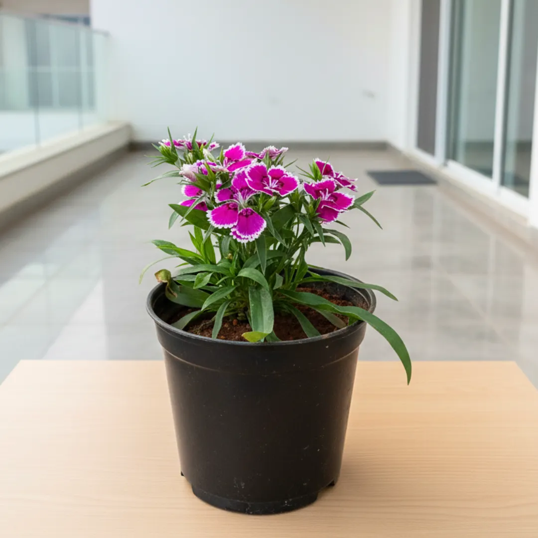 Dianthus (Any Colour) in 4 Inch Nursery Pot