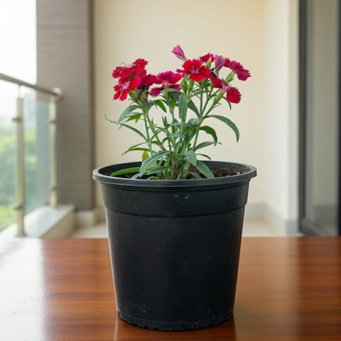 Dianthus Red in 6 Inch Nursery Pot