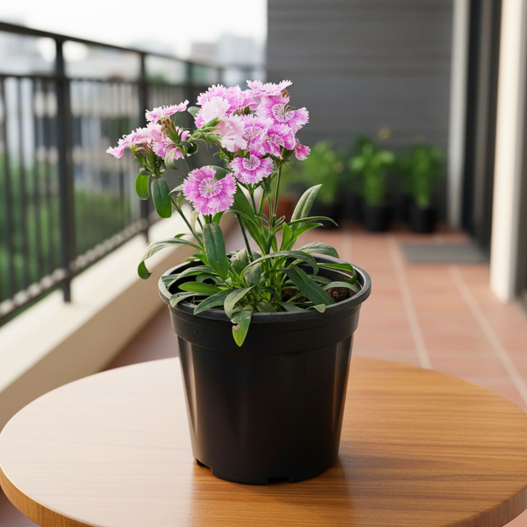 Dianthus White (any colour) in 6 Inch Nursery Pot