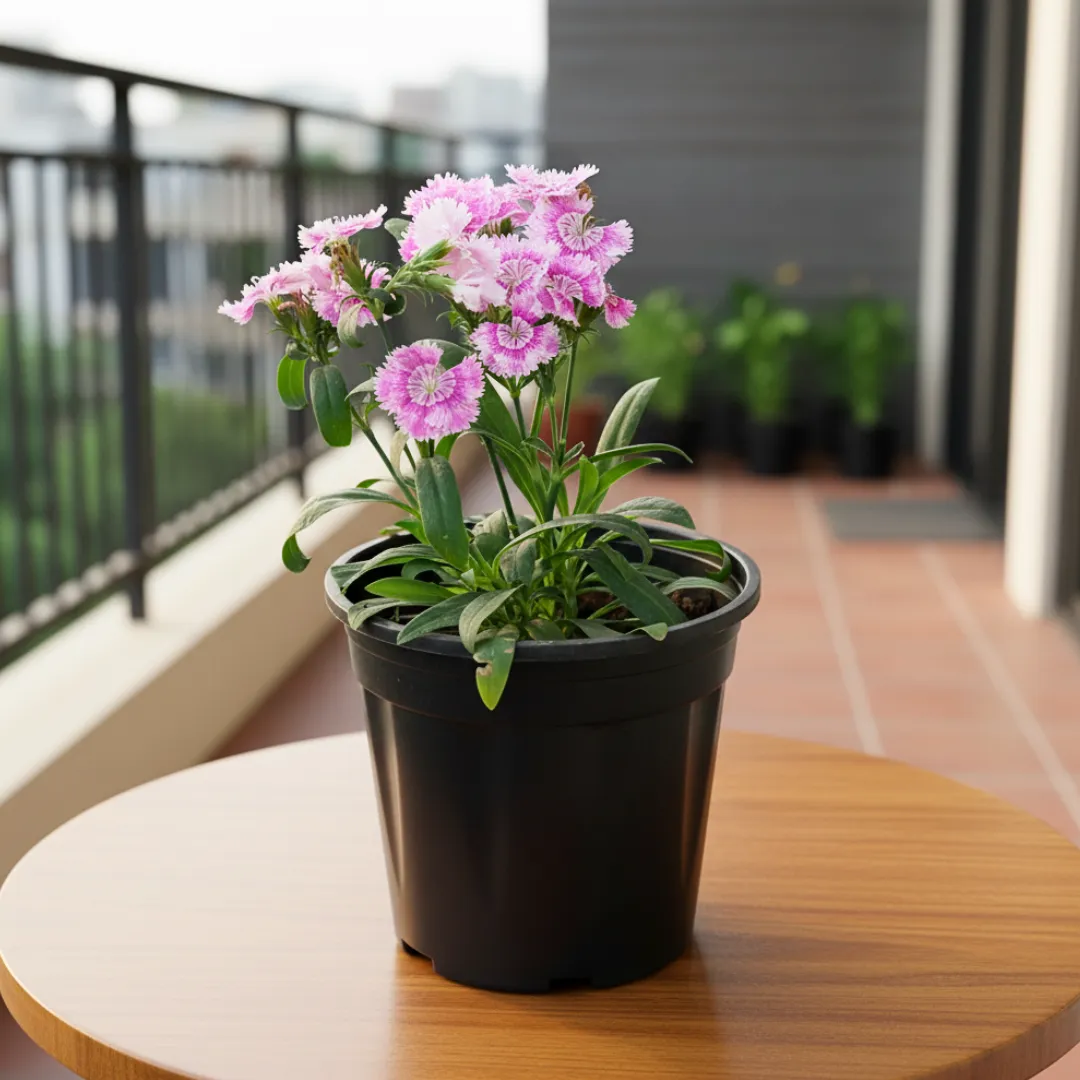 Dianthus White (any colour) in 6 Inch Nursery Pot